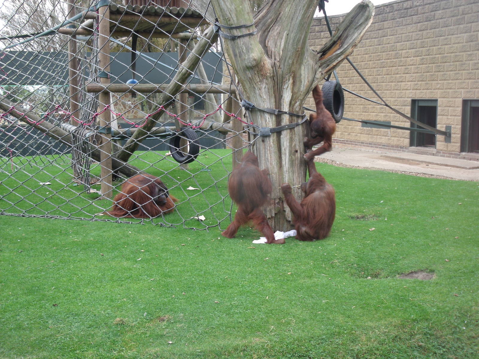 Twycross orangs 27 Sept 2009