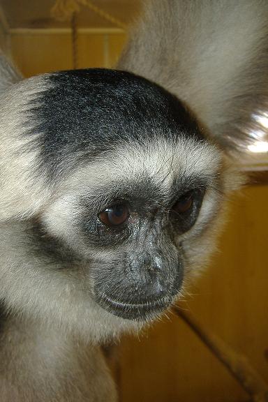 Twycross Pileated Gibbon