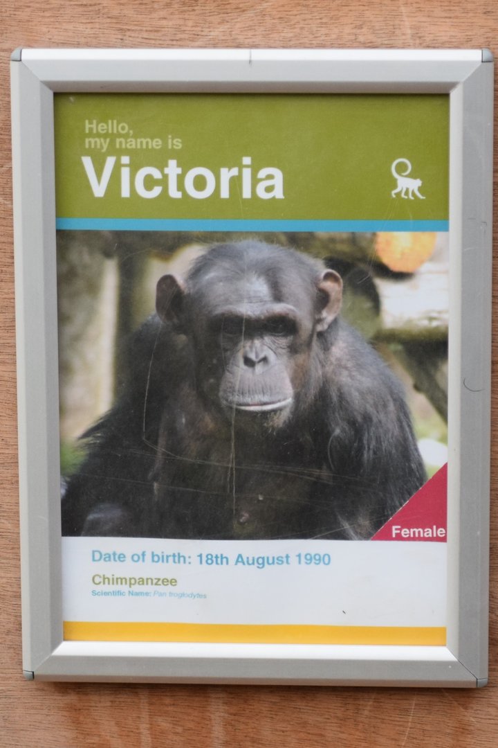 Twycross Victoria Chimpanzee Photo
