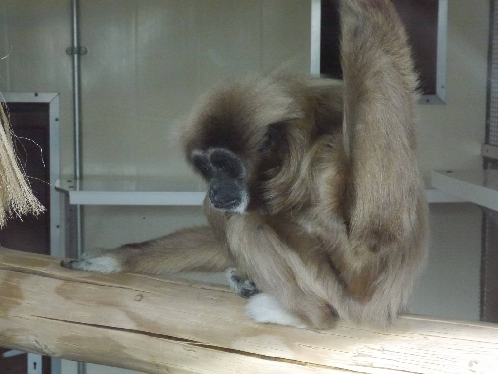 Twycross zoo - (2/3/2012)