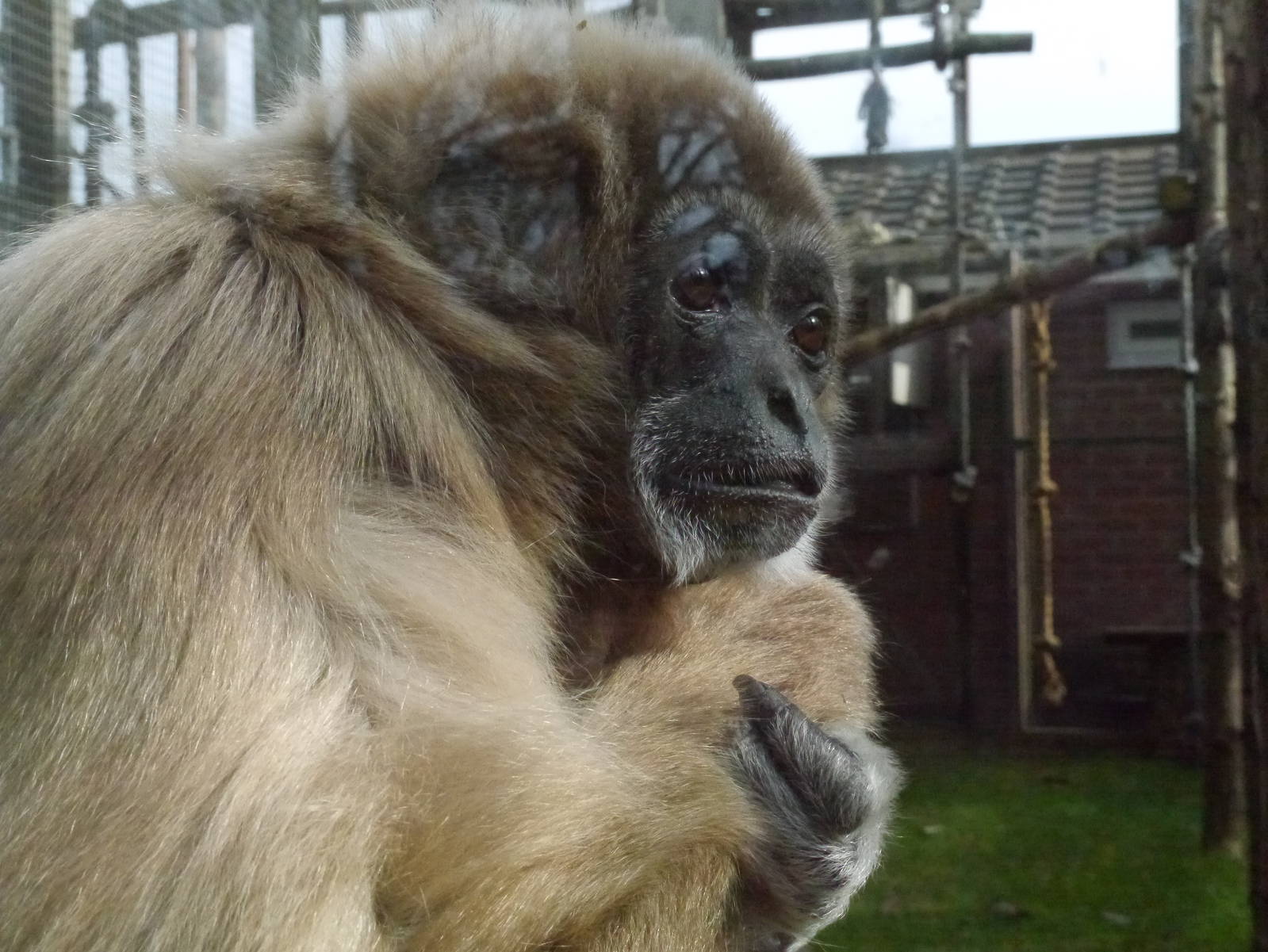 Twycross zoo - (2/3/2012)