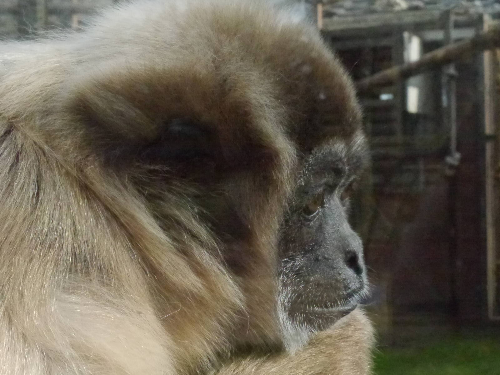 Twycross zoo - (2/3/2012)