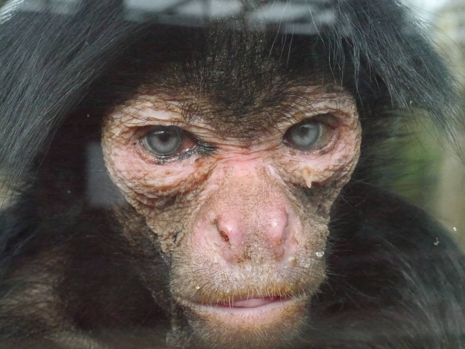 Twycross zoo - (2/3/2012)