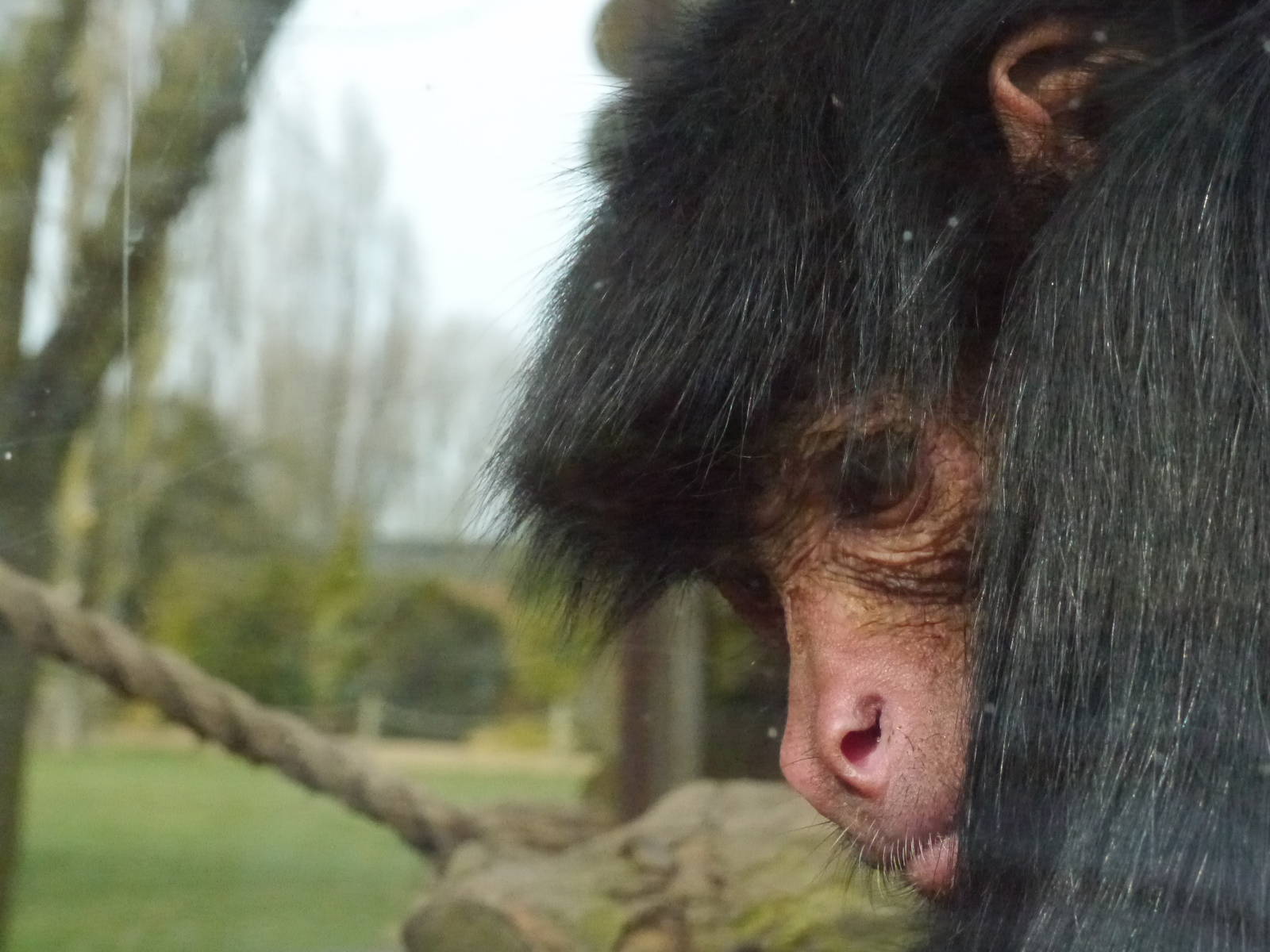 Twycross zoo - (2/3/2012)