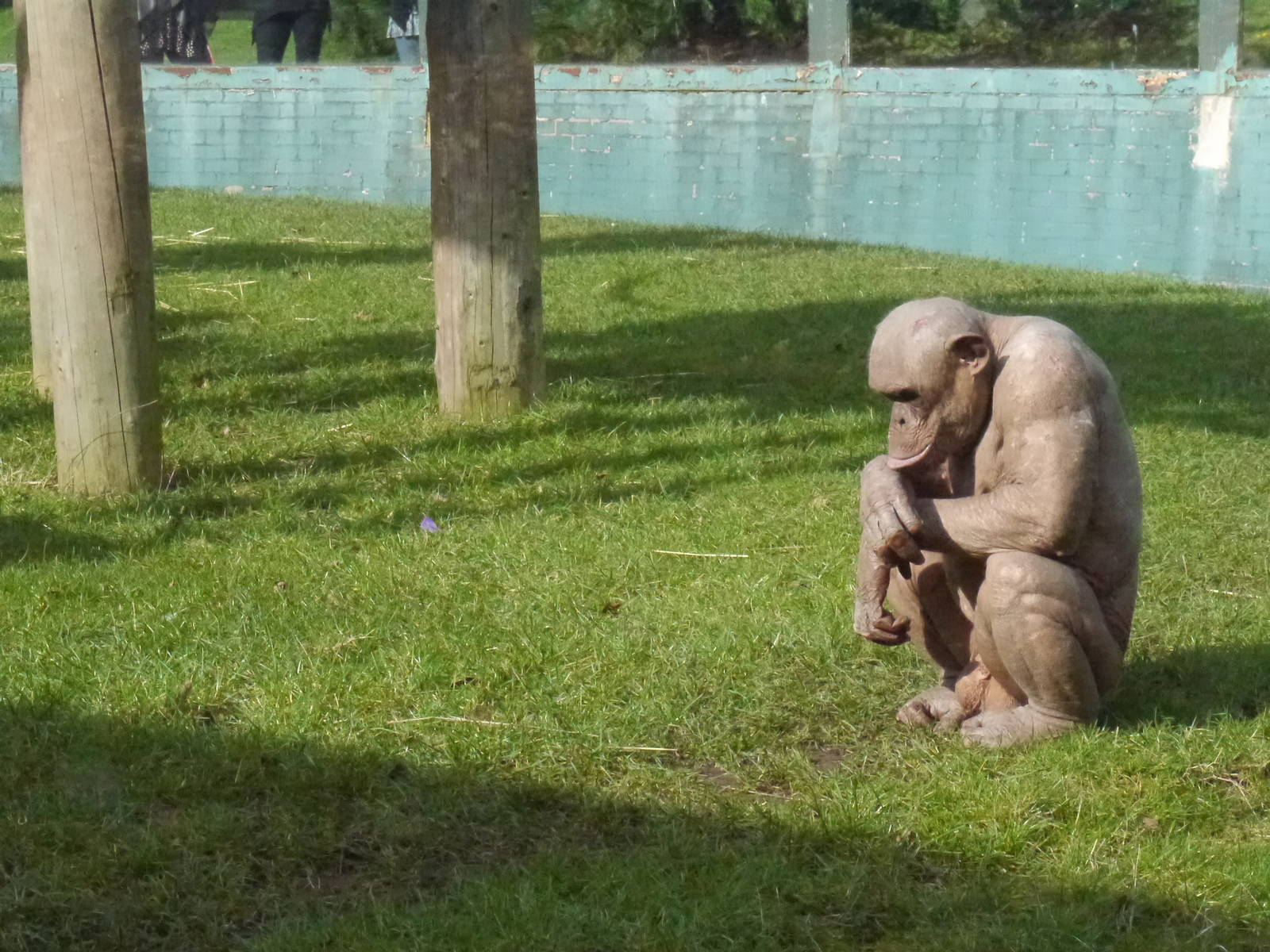 Twycross zoo - (2/3/2012)