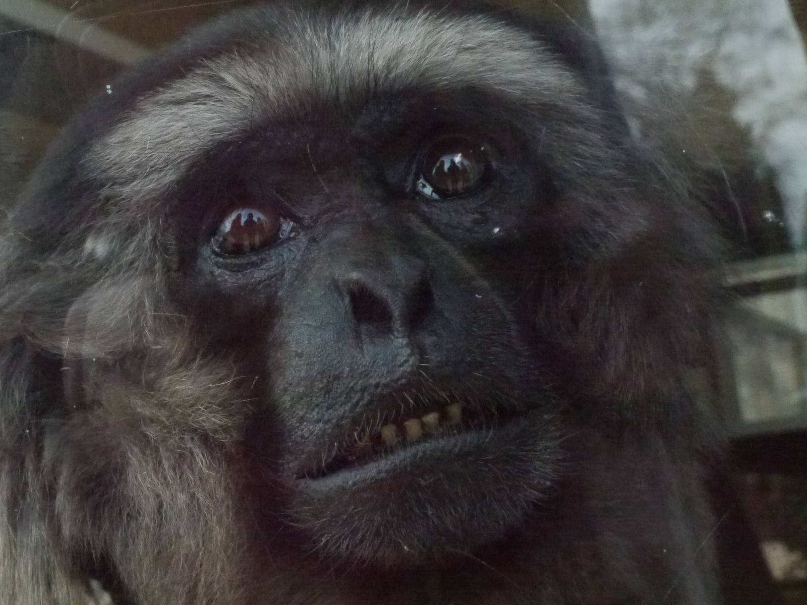 Twycross zoo - (2/3/2012)