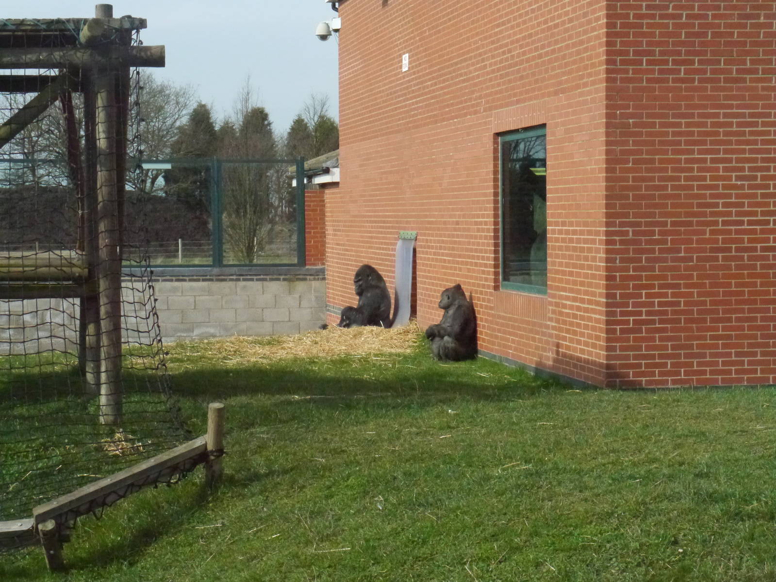 Twycross zoo - (2/3/2012)