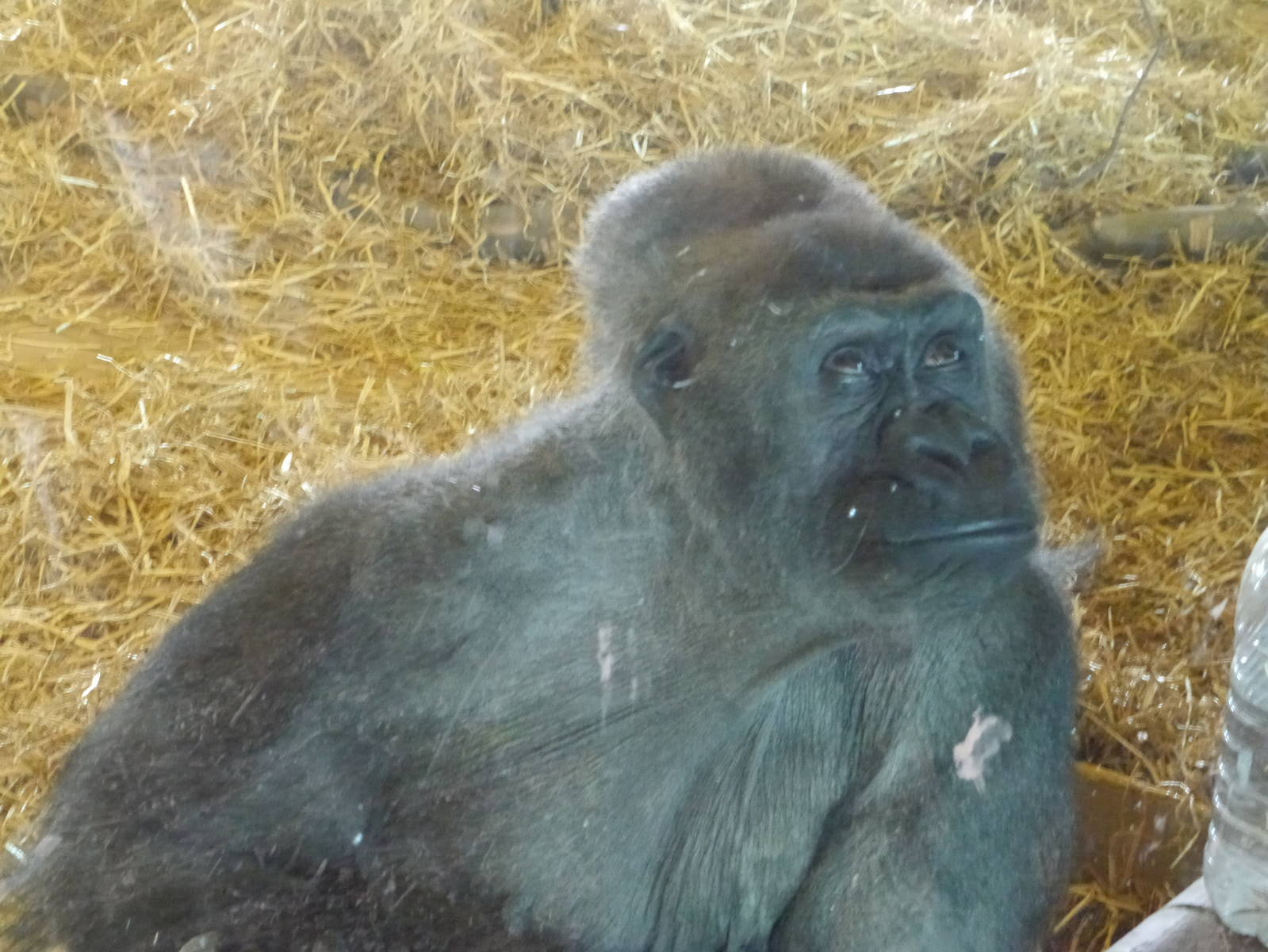 Twycross zoo - (2/3/2012)