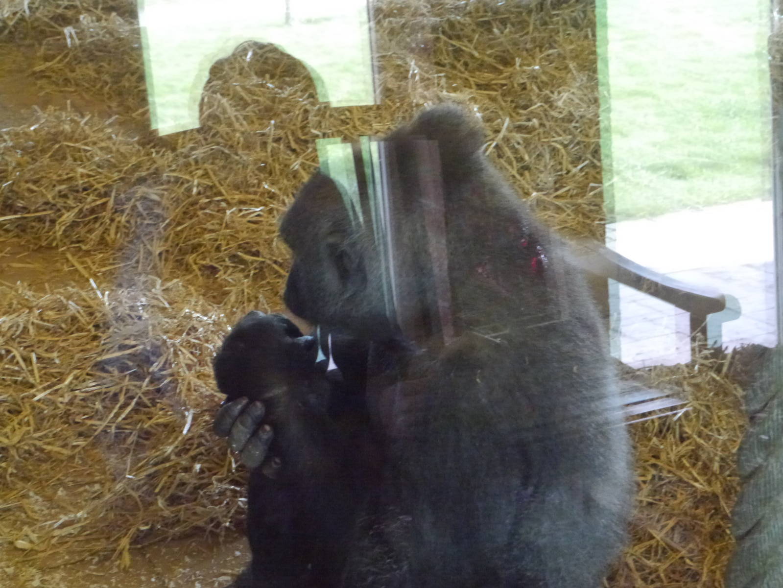 Twycross zoo - (2/3/2012)