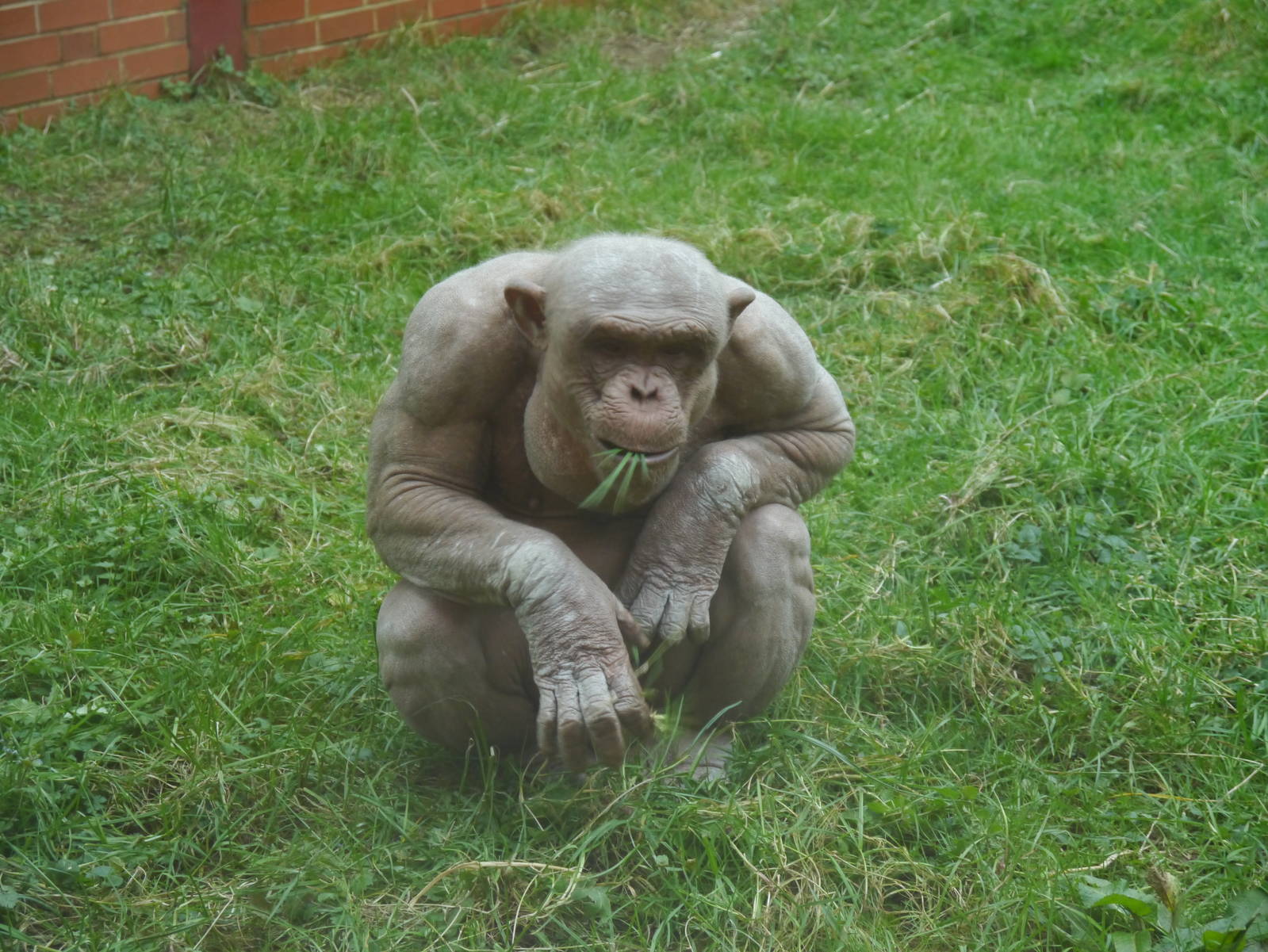 Twycross Zoo (3/2/2013)