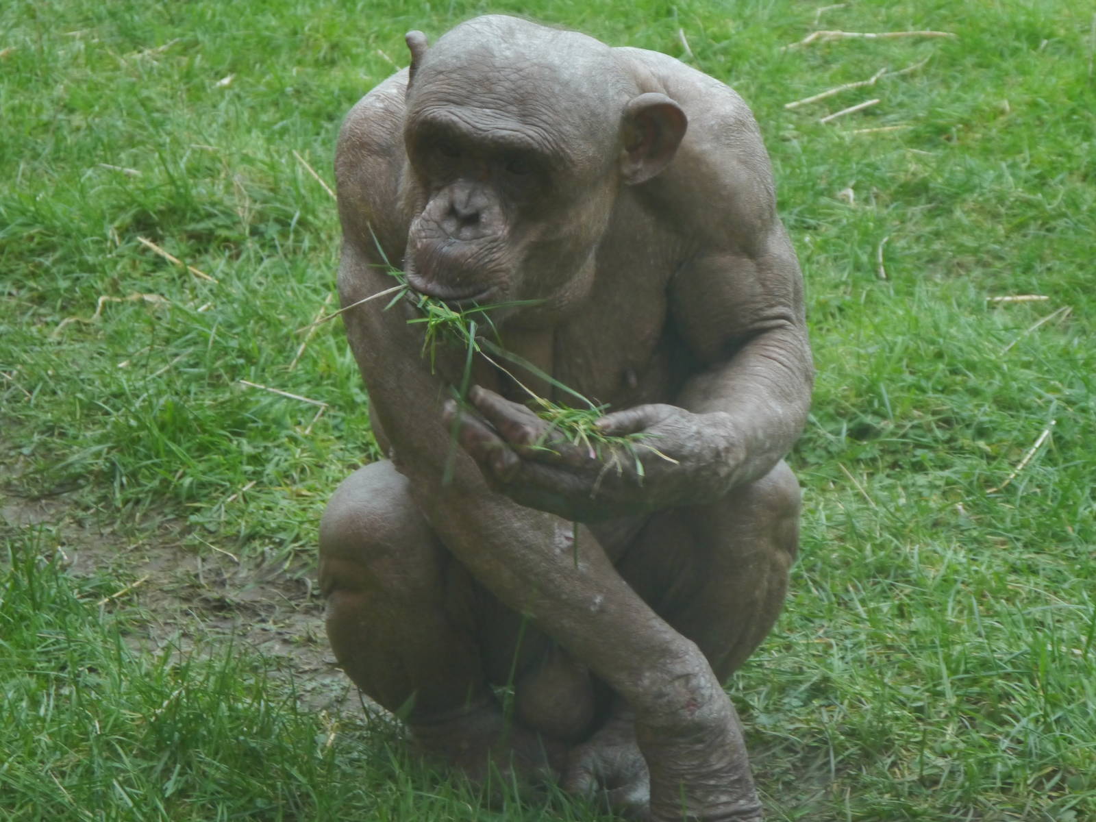Twycross Zoo (3/2/2013)