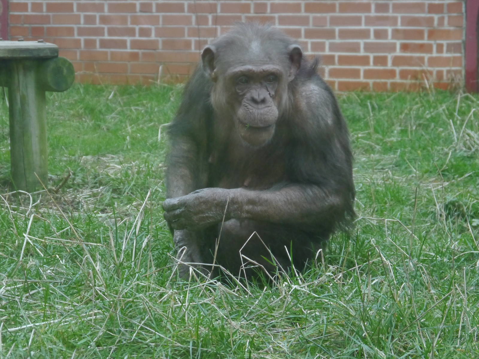 Twycross Zoo (3/2/2013)