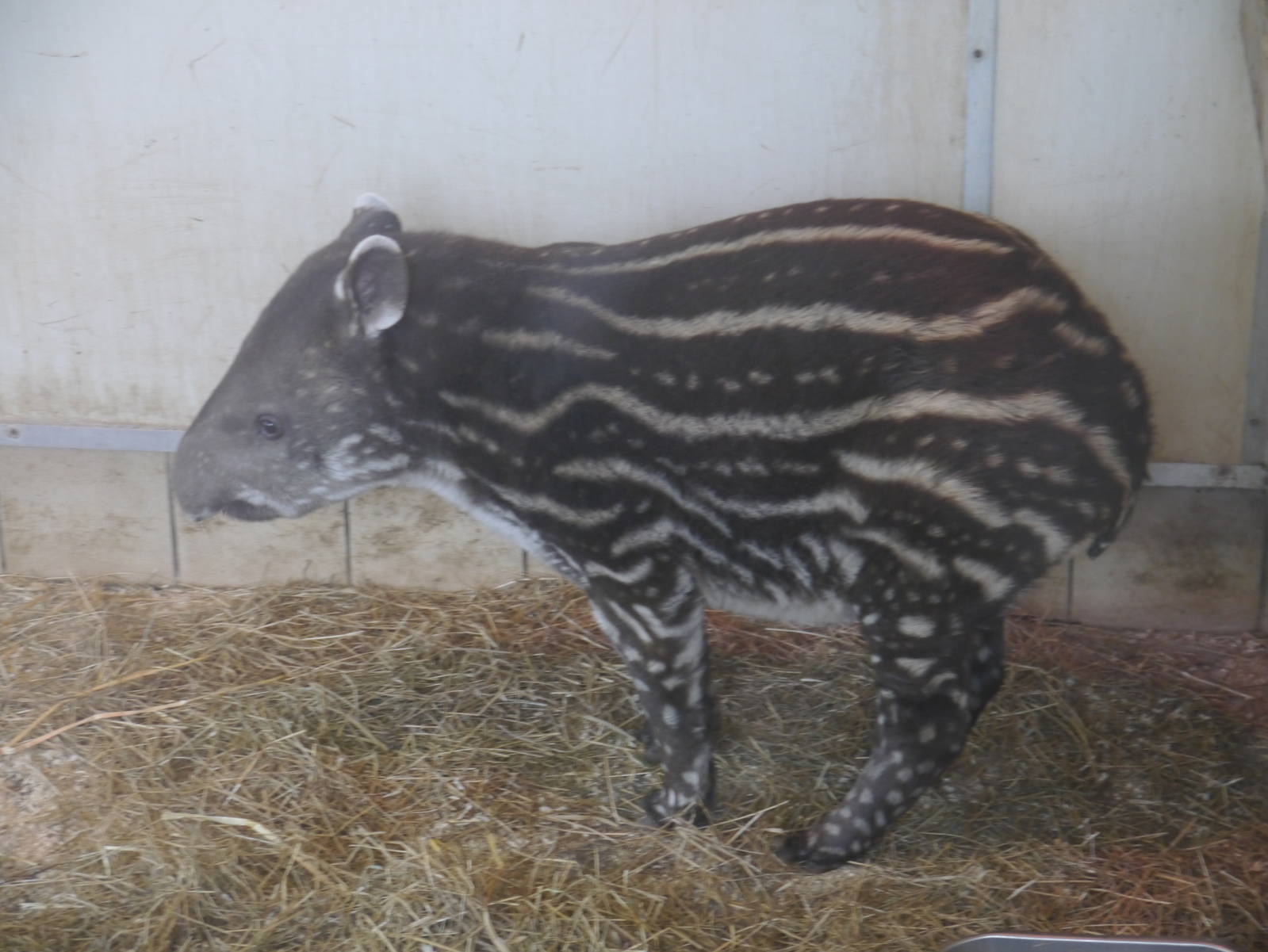 Twycross Zoo (3/2/2013)