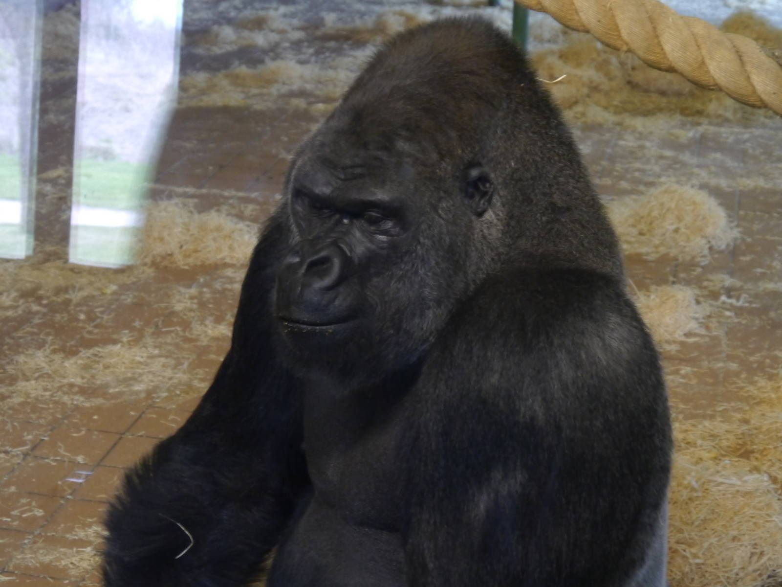 Twycross Zoo (3/2/2013)