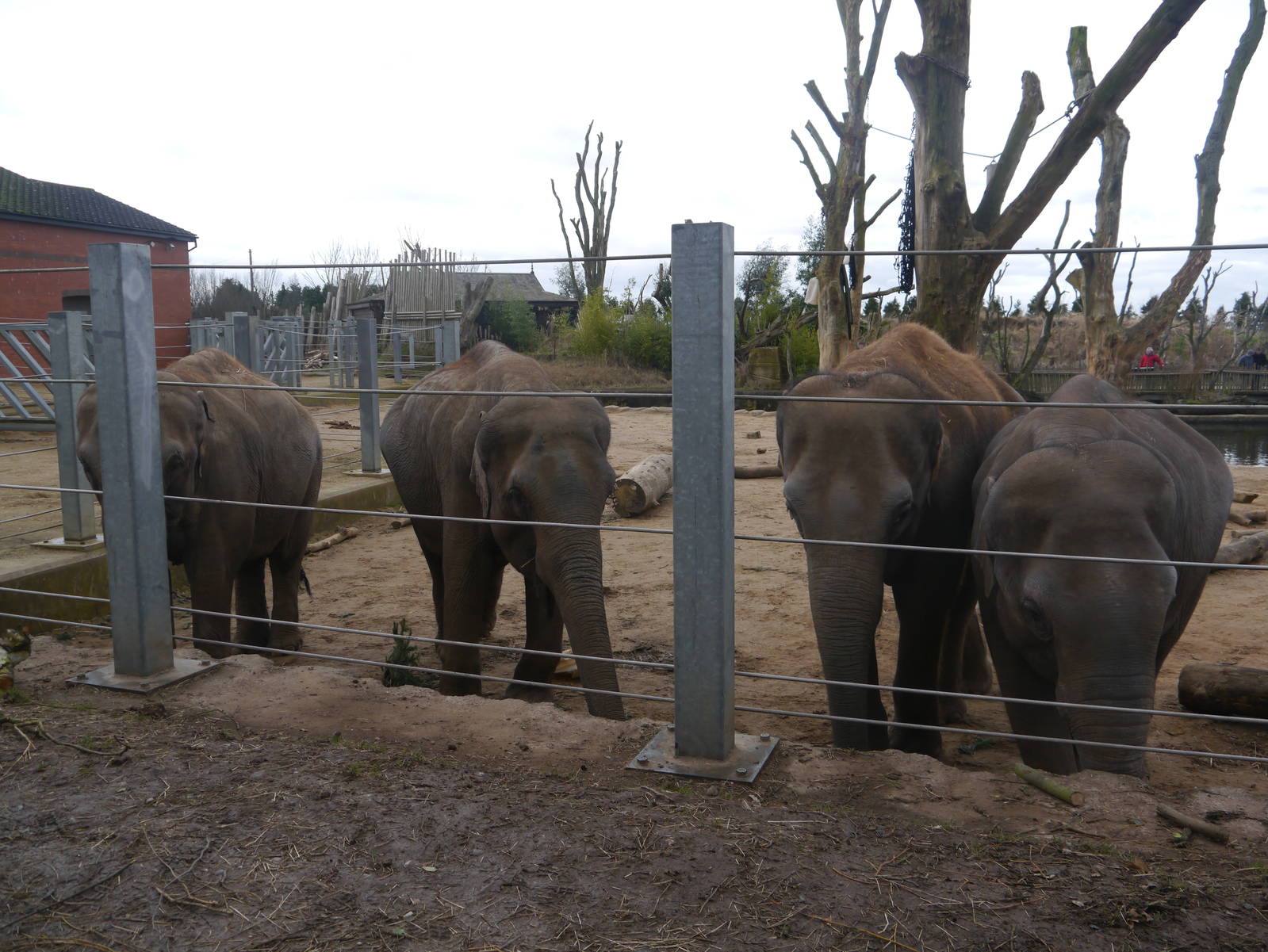 Twycross Zoo (3/2/2013)