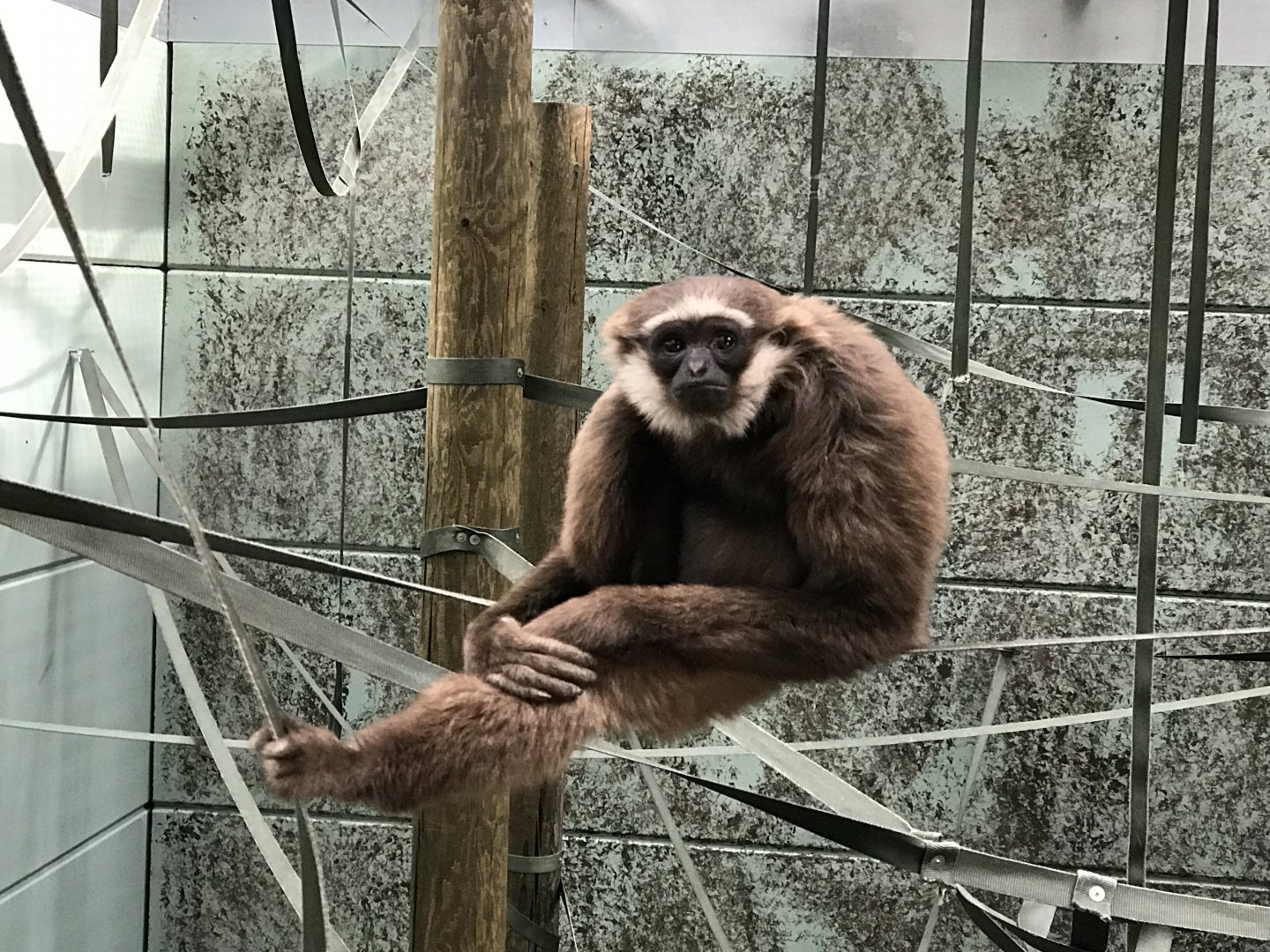 Twycross Zoo - 4/3/2017