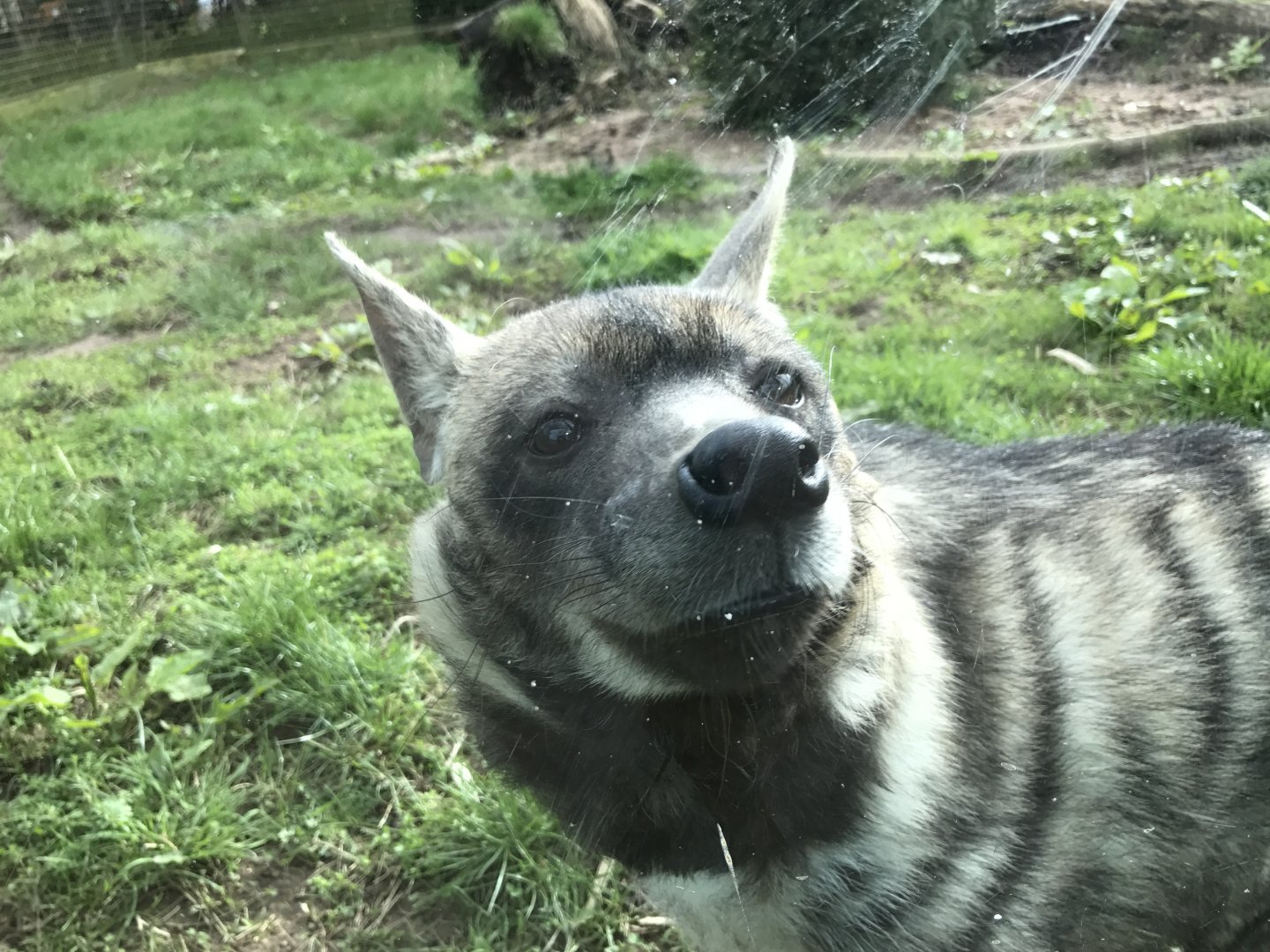 Twycross Zoo - 4/3/2017