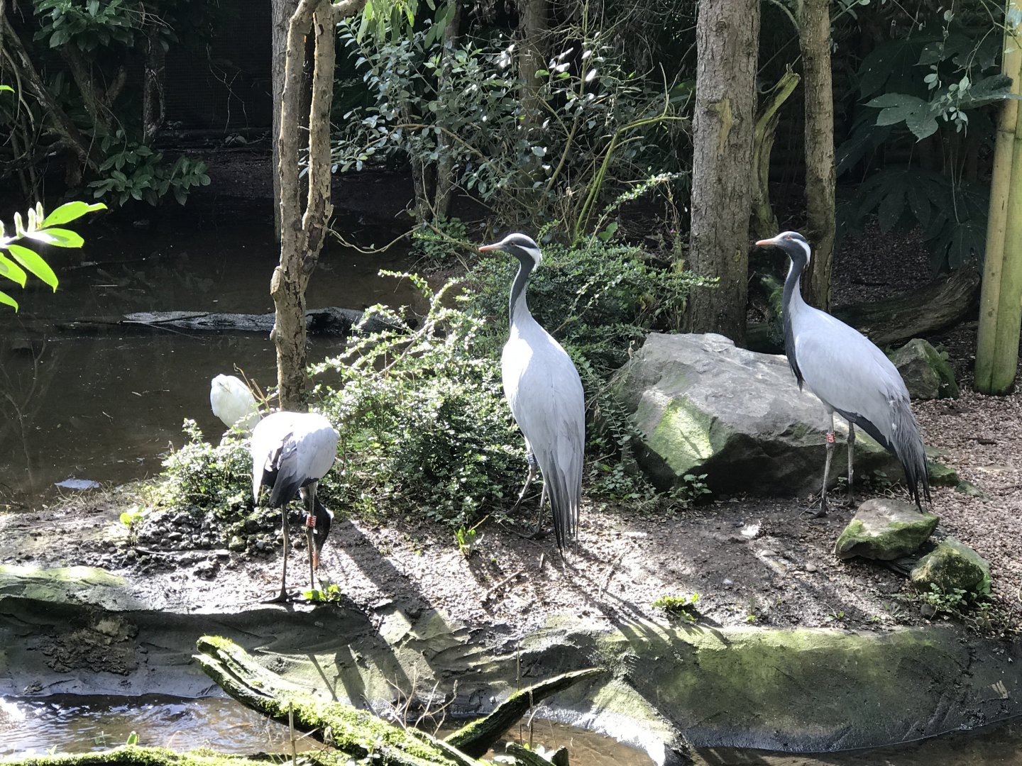 Twycross Zoo - 4/3/2017