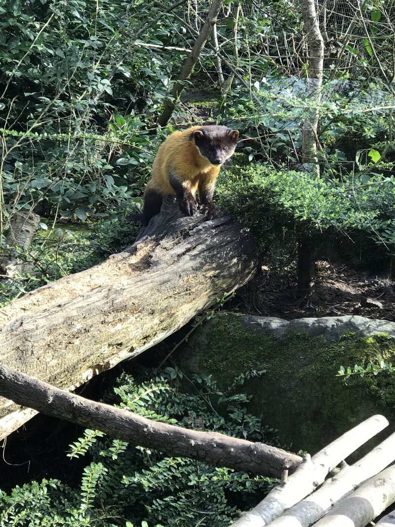 Twycross Zoo - 4/3/2017