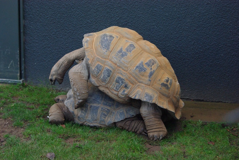 Twycross Zoo - Aldabra Giant Tortoise