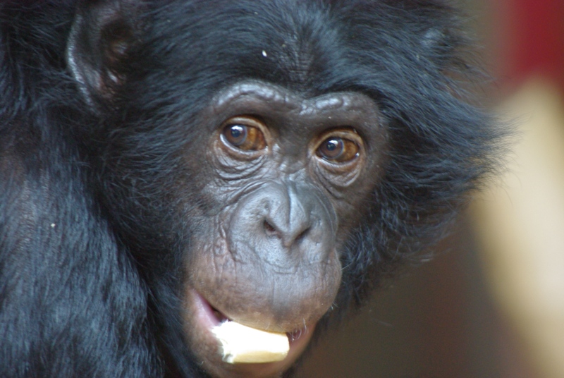 Twycross Zoo - Bonobo