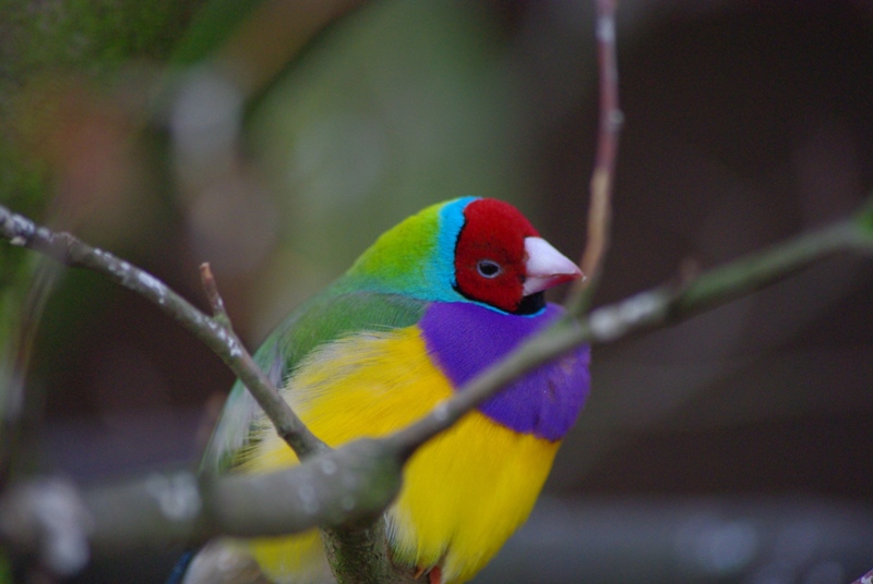 Twycross Zoo - Gouldian Finch