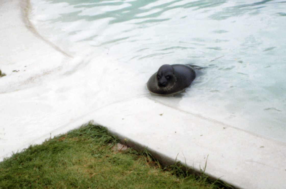 Twycross Zoo - Pinnipeds - Baikal seal