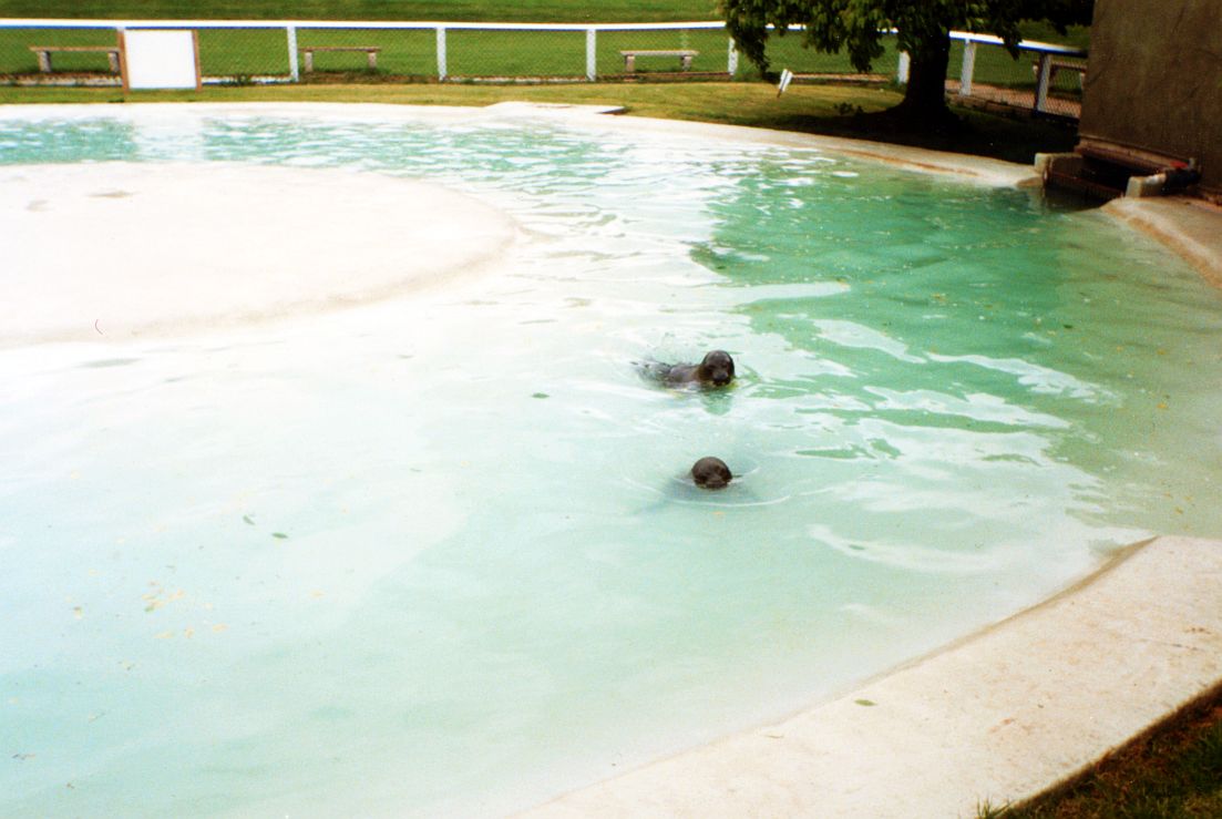 Twycross Zoo - Pinnipeds - Baikal seals