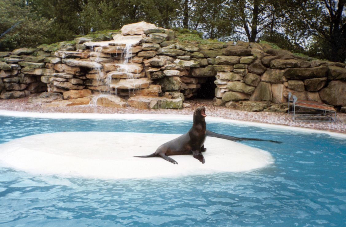Twycross Zoo - Pinnipeds - Patagonian sea lion