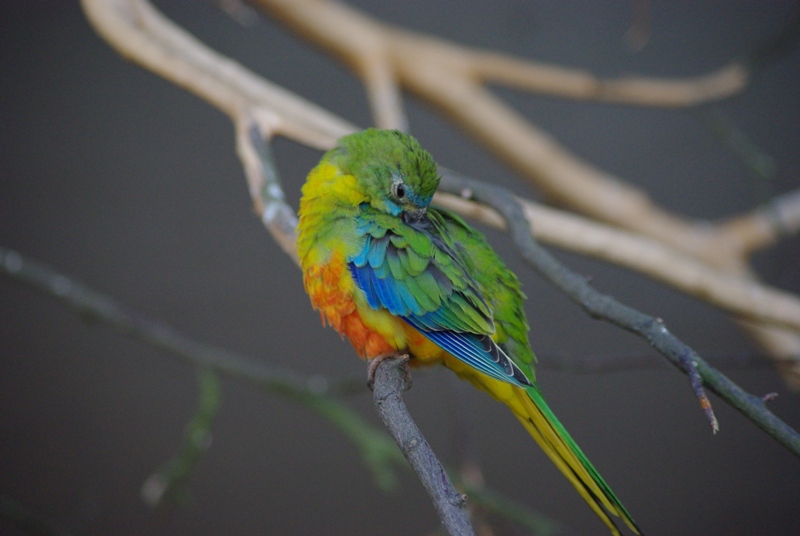 Twycross Zoo - Turquoise Parakeet