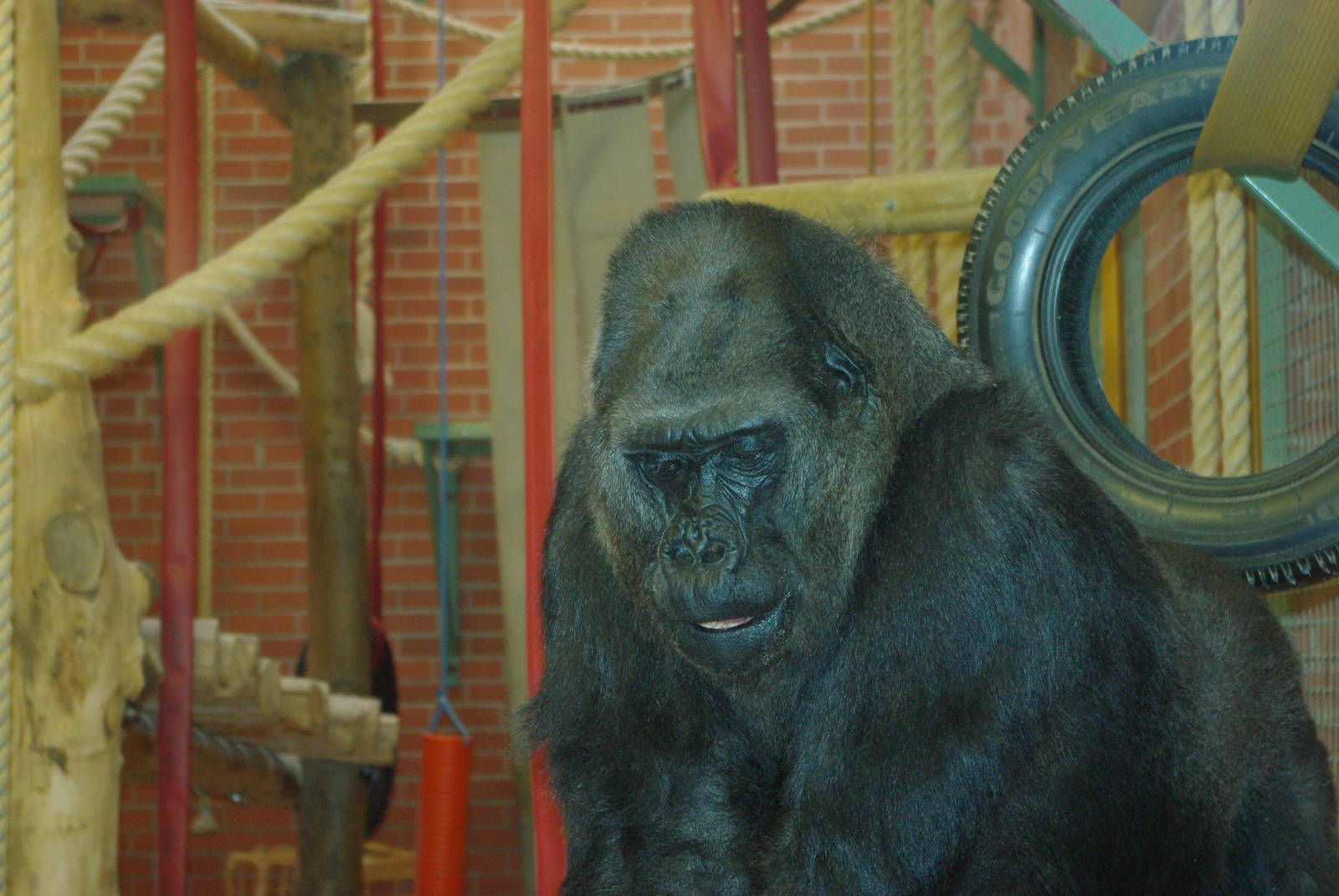 Twycross Zoo - Western Lowland Gorilla