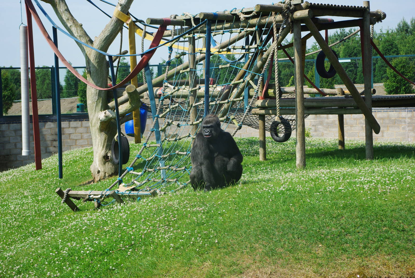 Twycross Zoo - Western Lowland Gorilla
