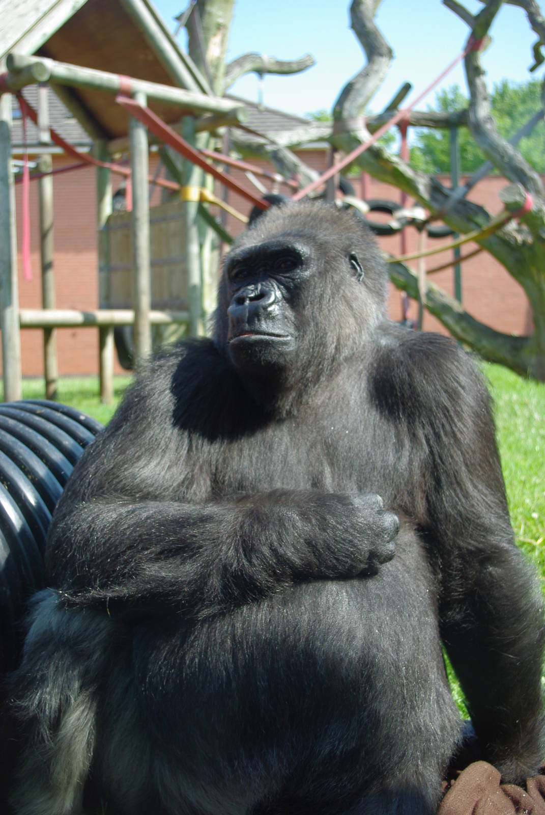 Twycross Zoo - Western Lowland Gorilla