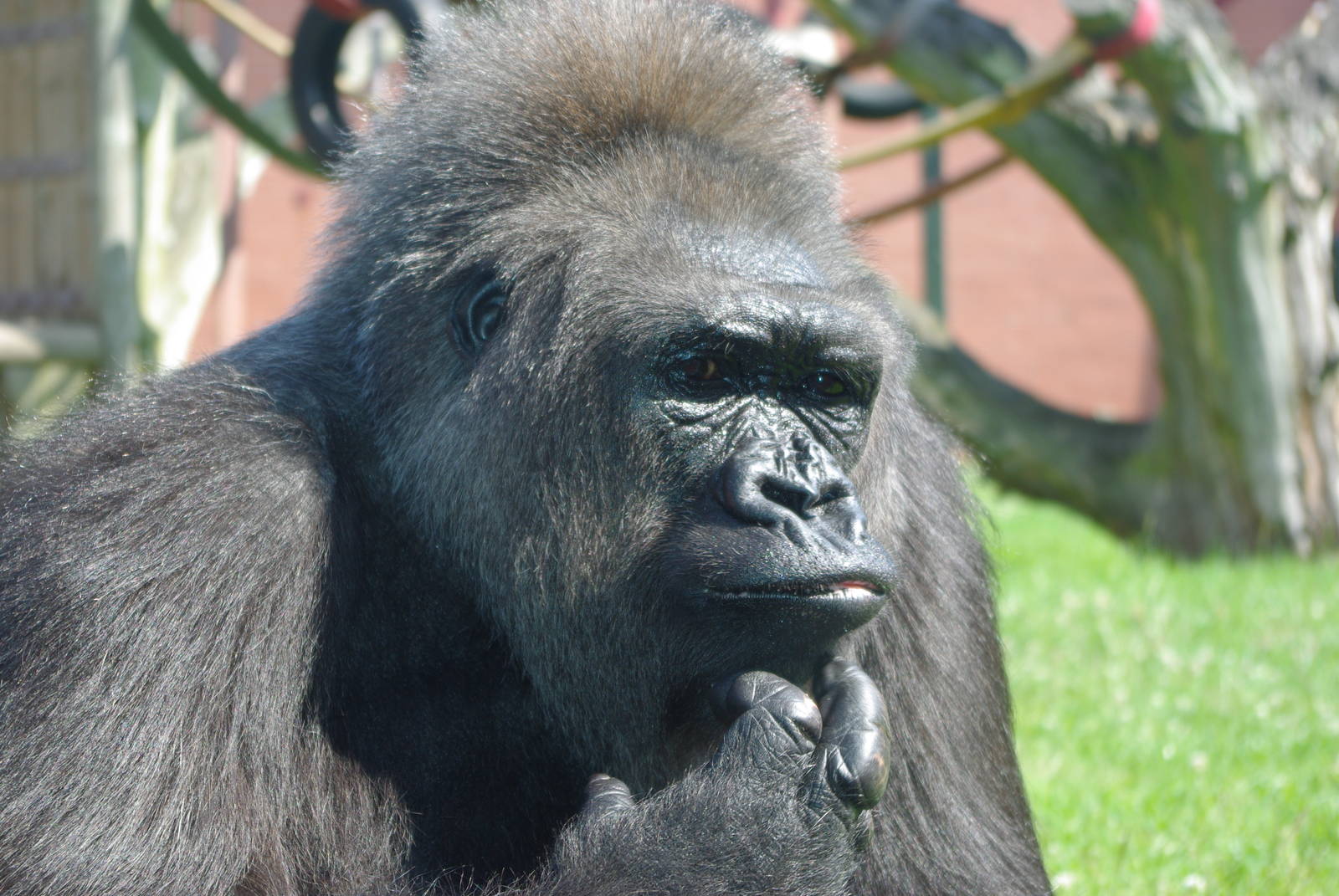 Twycross Zoo - Western Lowland Gorilla