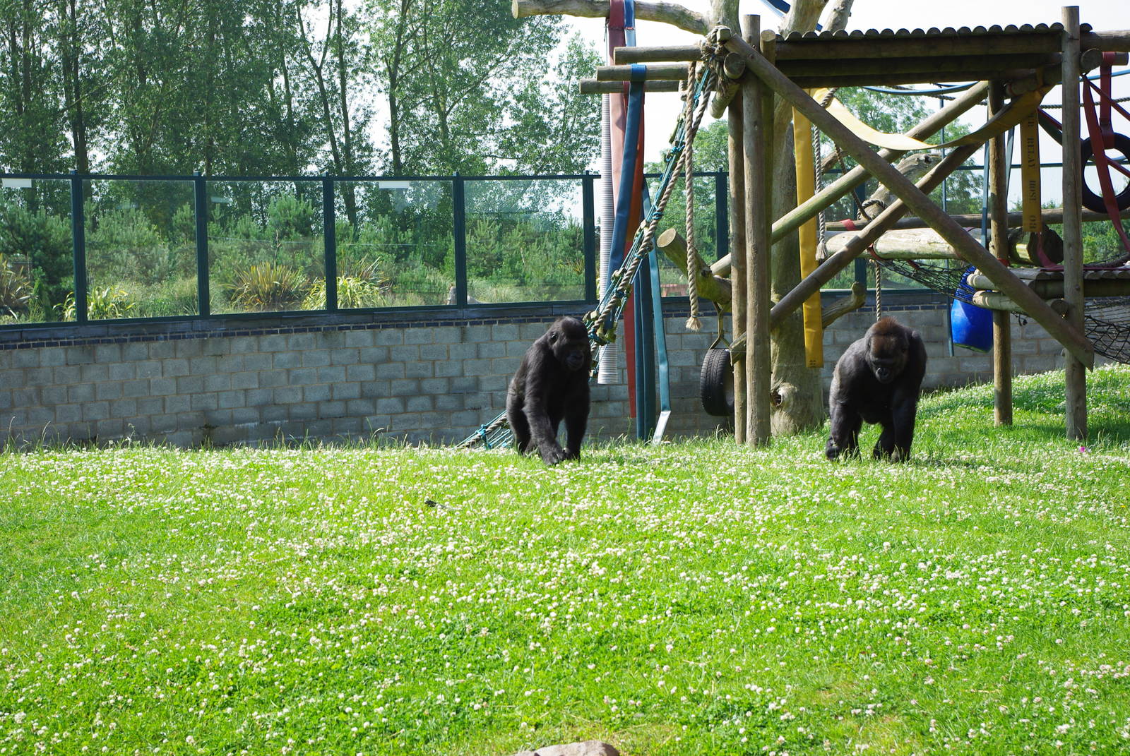 Twycross Zoo - Western Lowland Gorilla