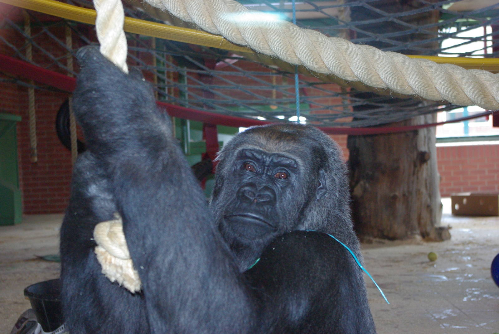 Twycross Zoo - Western Lowland Gorilla