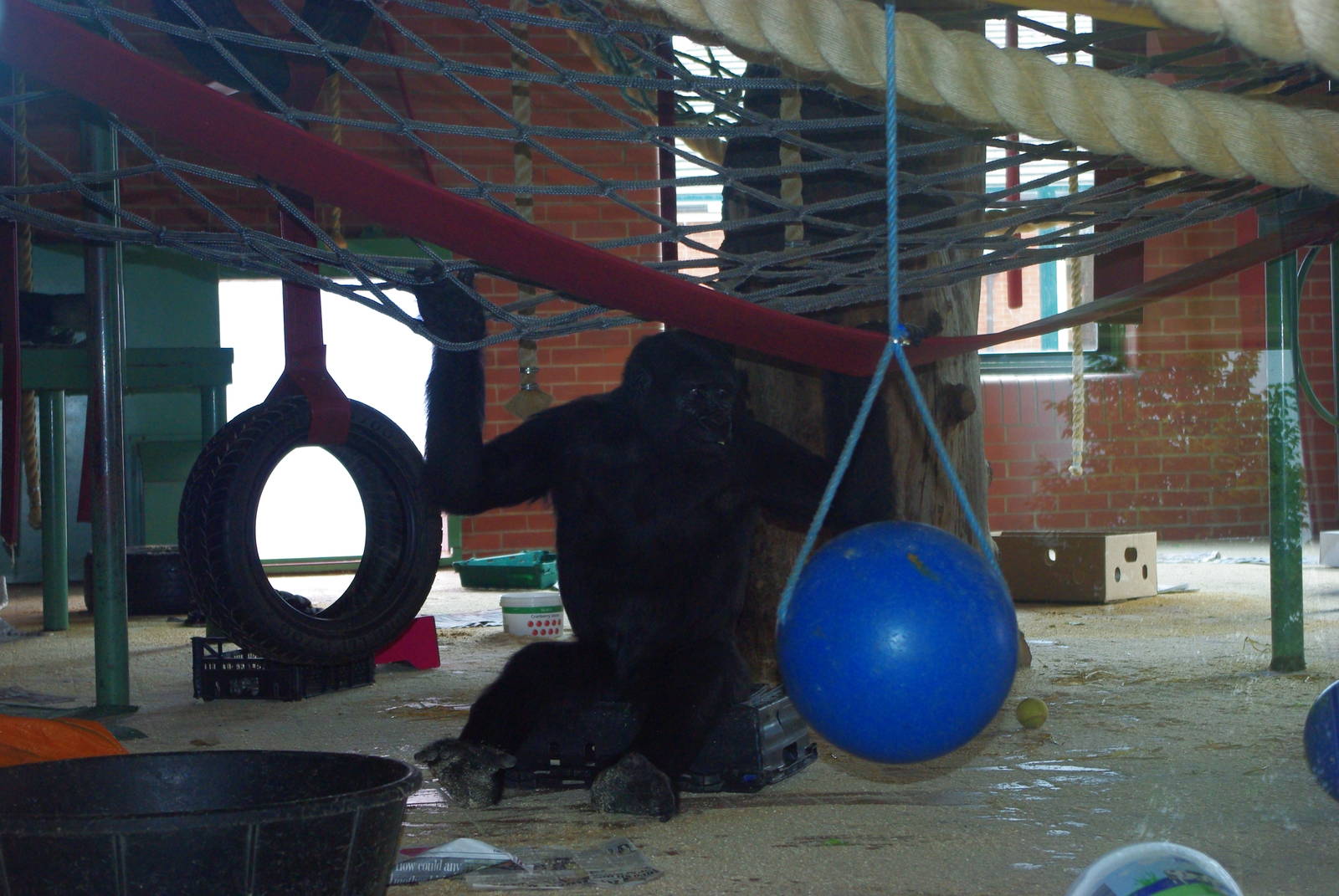 Twycross Zoo - Western Lowland Gorilla