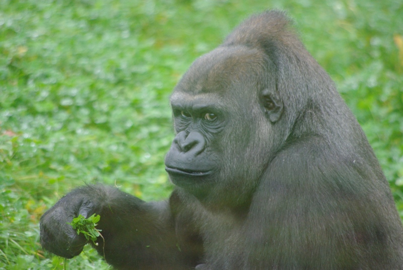 Twycross Zoo - Western Lowland Gorilla