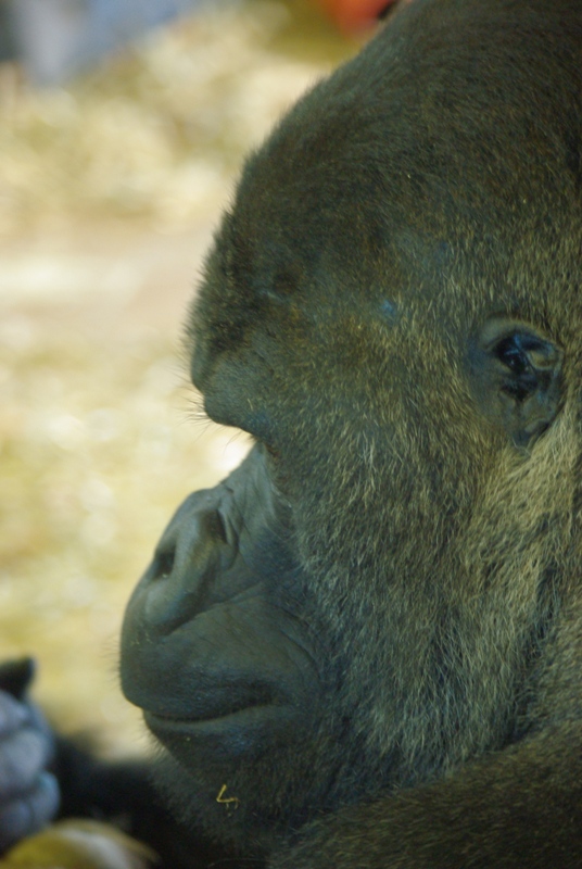 Twycross Zoo - Western Lowland Gorilla