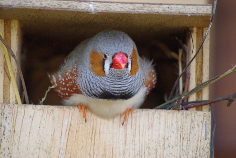 Twycross Zoo - Zebra Finch