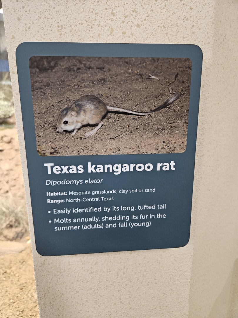TX Kangaroo Rat Sign