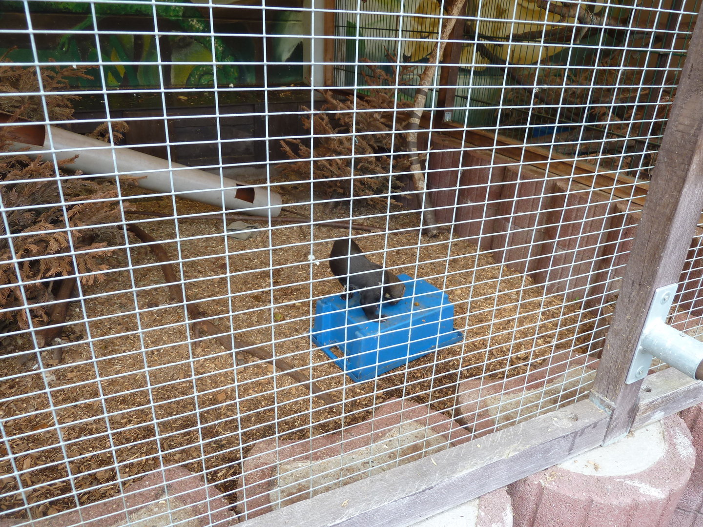 Tyara - Eira barbara