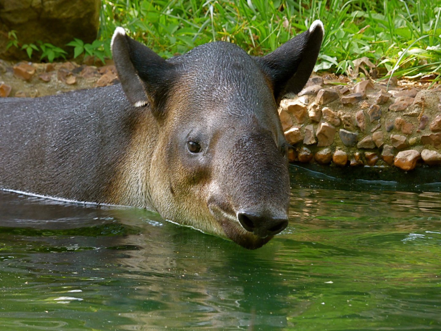 Tybalt, male Baird's tapir - May 2018