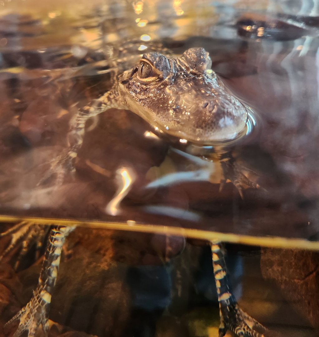 Tybee Island Marine Center - American Alligator juvenile