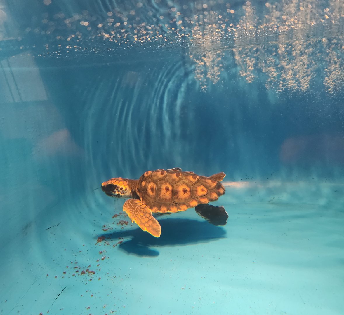 Tybee Island Marine Center - Baby Loggerhead
