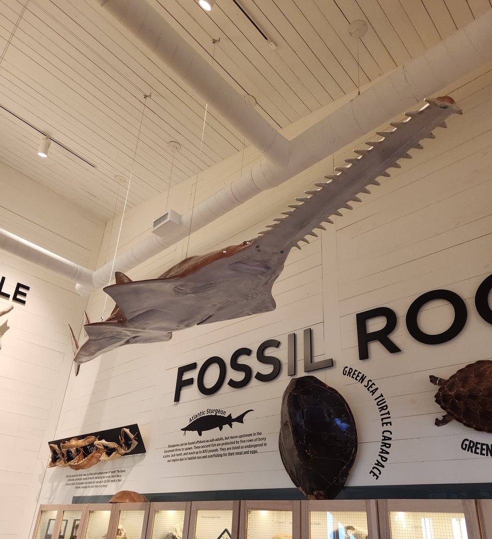 Tybee Island Marine Center - Ceiling sawfish