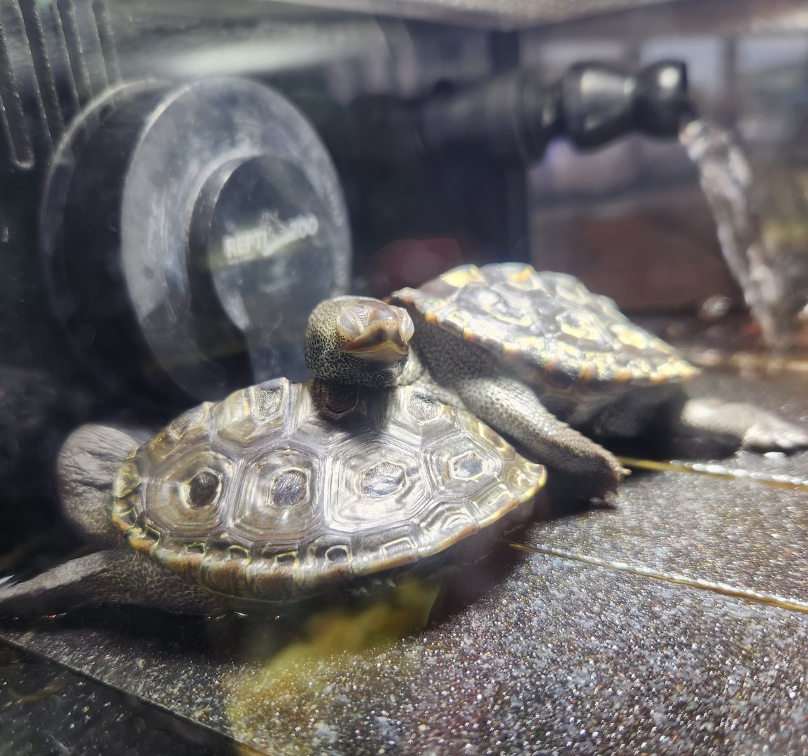 Tybee Island Marine Center - Diamondback Terrapin hatchlings