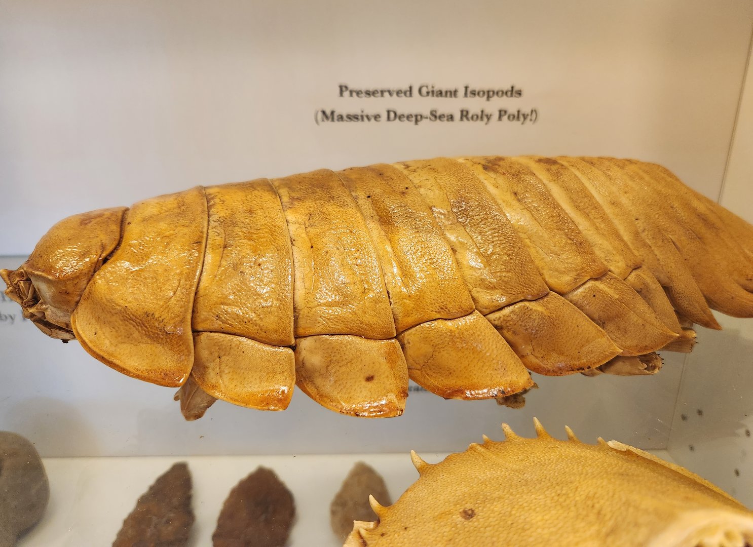 Tybee Island Marine Center - Giant Isopod
