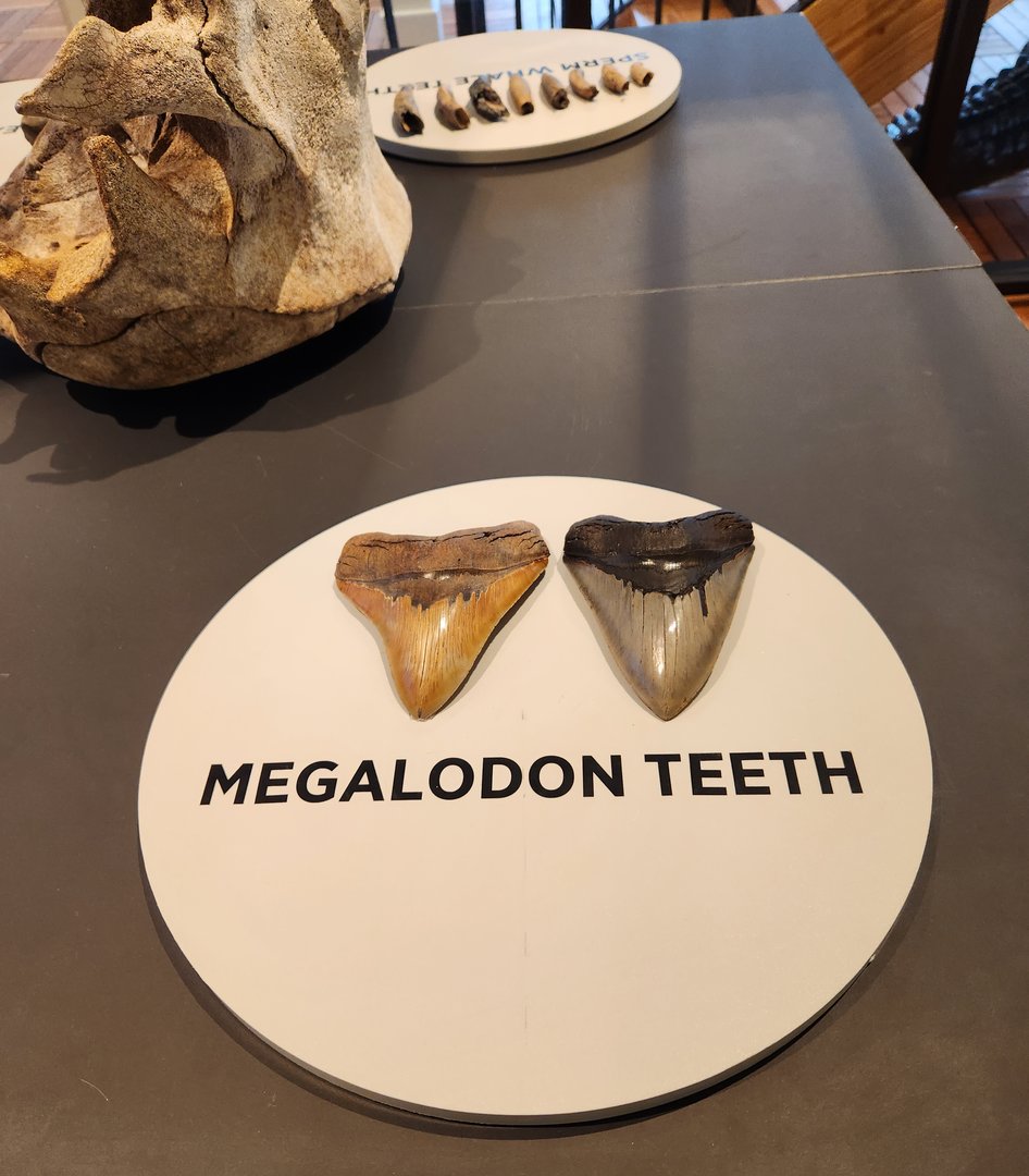Tybee Island Marine Center - Megalodon teeth