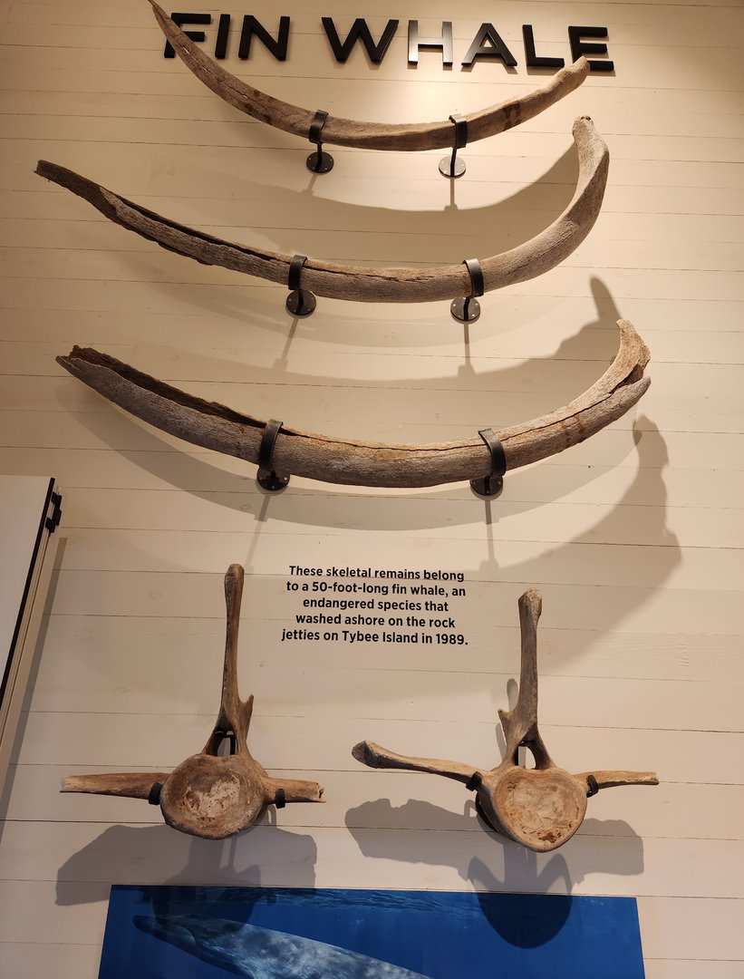 Tybee Island Marine Center - Whale bones